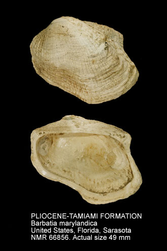 PLIOCENE-TAMIAMI FORMATION Barbatia marylandica.jpg - PLIOCENE-TAMIAMI FORMATION Barbatia marylandica (Conrad,1840)